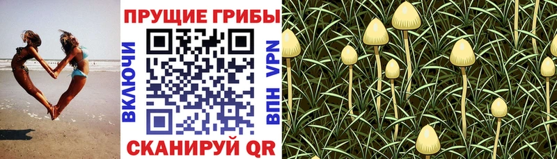 mega ТОР Гдов Галлюциногенные грибы Magic Shrooms